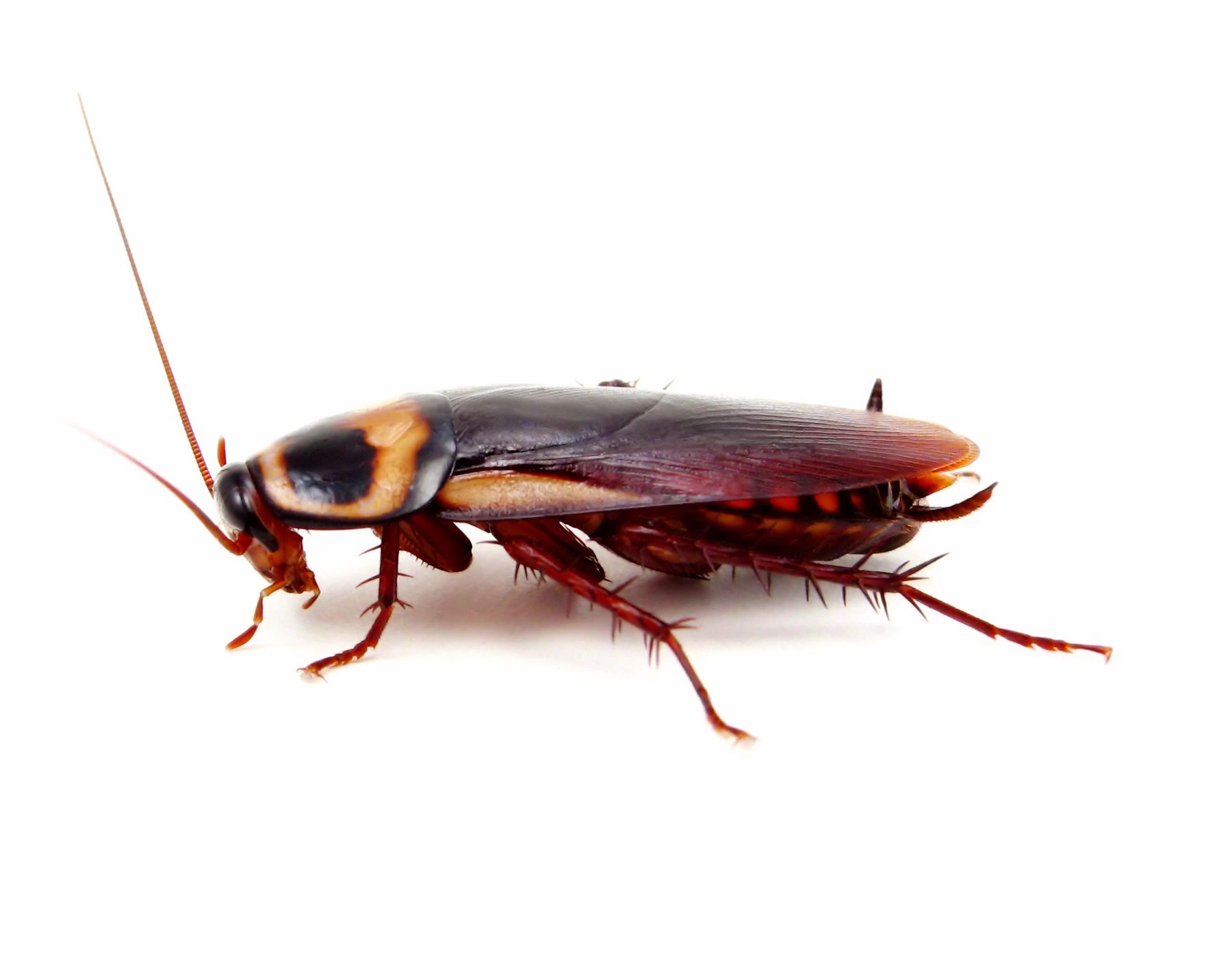 Close-up of a cockroach on a white background.