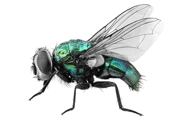 Close-up of a metallic green fly with transparent wings.