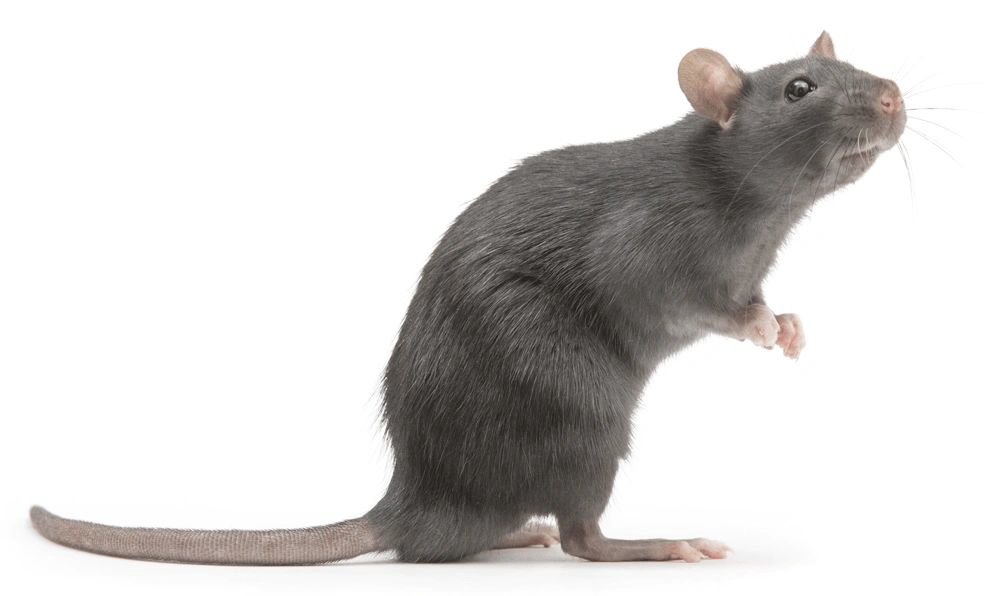 Rodent Control
