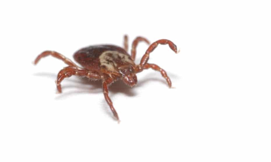 Tick