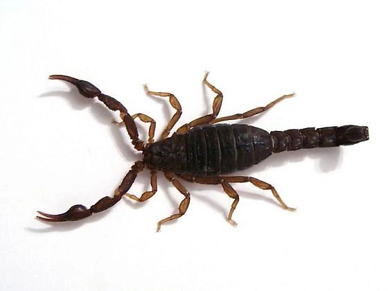 Scorpion