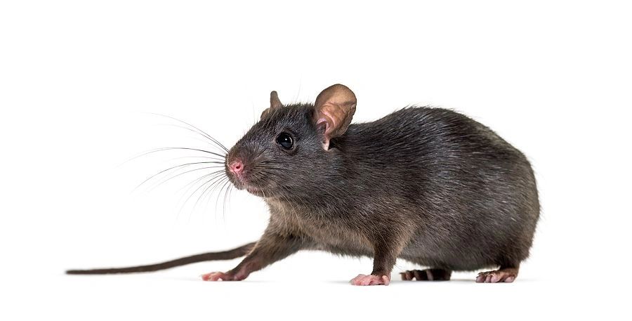 Rats & Mice