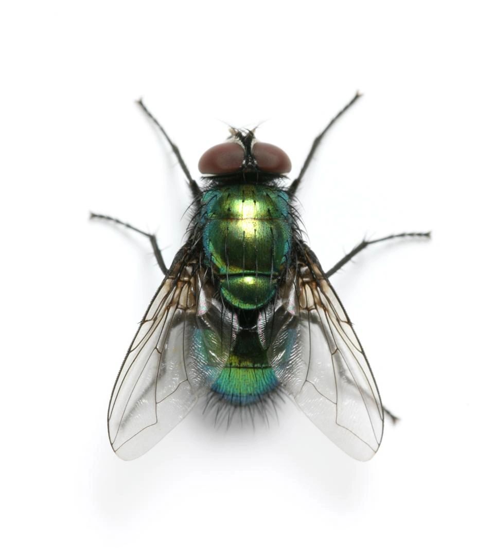Fly