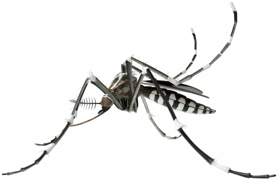 Mosquito