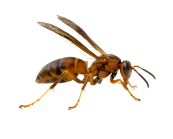 Paper Wasp